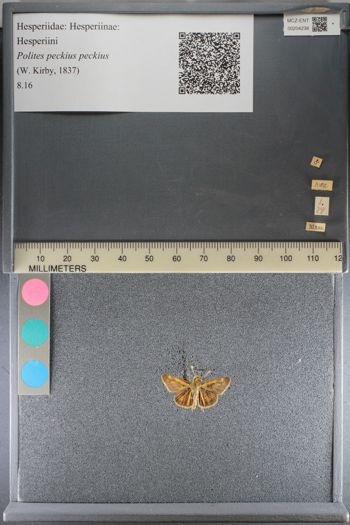 Media type: image;   Entomology 204238